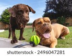 Mabel a five year old Dogue de Bordeaux (French Mastiff) and Coco, a nine month old Chocolate Labrador Retriever wait eagerly for a game of fetch with a ball, never quite sure who