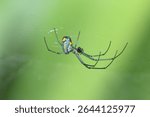 mabel orchard orb weaver on web