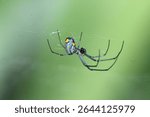 mabel orchard orb weaver on web