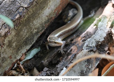 Mabuya Reptile Looking Outside Reptile Inside Stock Photo 1710594997 ...