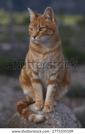 Mac the handsome ginger cat!