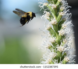 Mac Her For Toggery Bumblebee And Flour