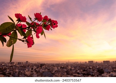 mac spice rose in the early morning, romantic sky with city background