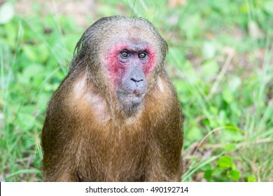 macaca arctoides in forest