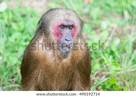 macaca arctoides in forest