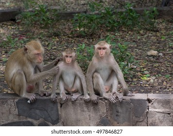 Macaca fascicularis 