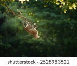 Macaca or monkey is hanging upside down posture from a tree branch looking like Tarzan, It