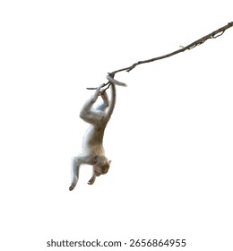 Macaca or monkey is hanging upside down posture from a tree branch looking like Tarzan, It's resisting the force of gravity, misbehave. Isolated on white background with clipping path and transparent.