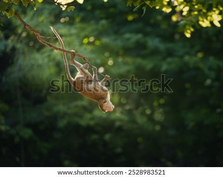 Macaca or monkey is hanging upside down posture from a tree branch looking like Tarzan, It's resisting the force of gravity. Khao Ngu Stone Park, Ratchaburi, Thailand. Leave space for text input.