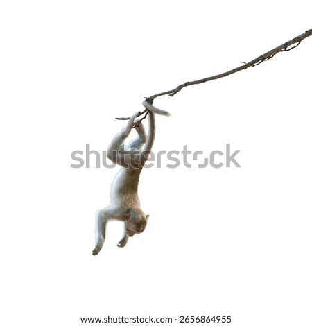 Macaca or monkey is hanging upside down posture from a tree branch looking like Tarzan, It's resisting the force of gravity, misbehave. Isolated on white background with clipping path and transparent.