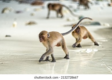 macaca monkies on a beach in thailand