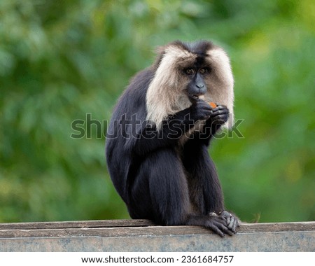 macaca silenus monkey sitting on the catwalk with the dry grass in the background