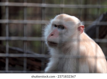 Macaca sp. One type of monkey in Indonesia. It appears that an albino monkey is being kept in a zoo at the Citra Satwa Celebes Animal Park in Gowa, South Sulawesi, Indonesia