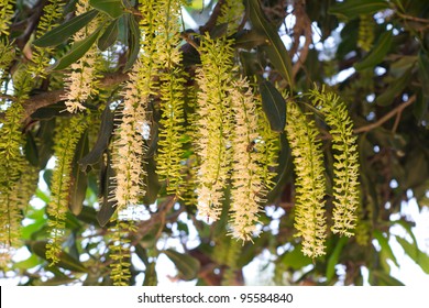 Macadamia Tetraphylla High Res Stock Images | Shutterstock