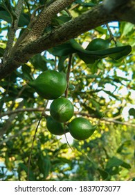 Macadamia Is A Genus Of Four Species Of Trees Indigenous To Australia, And Constituting Part Of The Plant Family Proteaceae.