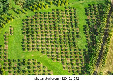 Macadamia Nut Farm Aerial Drone Top View Shot Of Farming Land In Hawaii, USA.