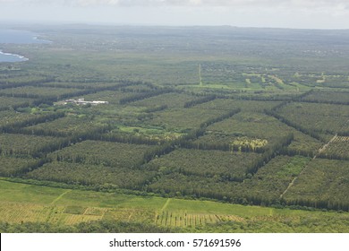 Macadamia Nut Farm Hawaii