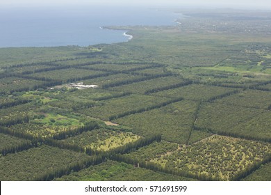 Macadamia Nut Farm Hawaii