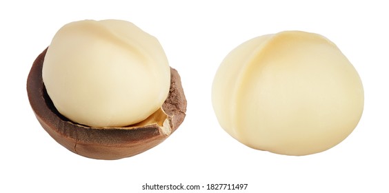 macadamia nut isolated on white background with clipping path and full depth of field