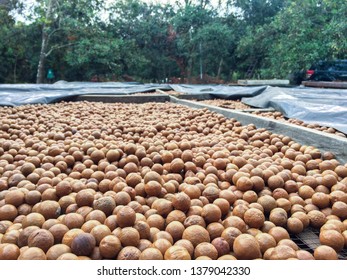 Macadamia nuts being dried under the sun in Guatemala