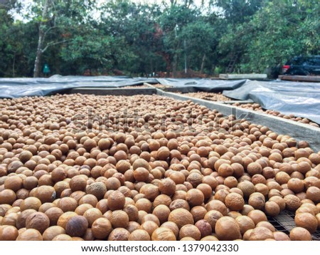 Macadamia nuts being dried under the sun in Guatemala
