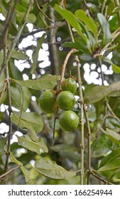 macadamia nuts hanging on tree