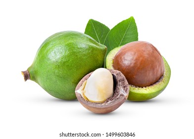 macadamia nuts with leaf isolated on white background. full depth of field