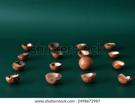 Macadamia shells in rows against a dark green background