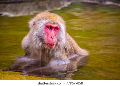 A Macaque bathes in a pool in Snow Monkey Park, Nagano, Japan