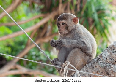 Macaque close-up in its natural habitat. Monkeys from Southeast Asia. 