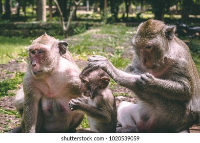 Macaque family in Temples of Angkor Wat Cambodia with baby monkey eating being fed by tourists