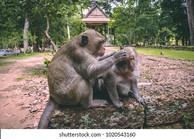 Macaque family in Temples of Angkor Wat Cambodia with baby monkey eating being fed by tourists