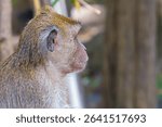 macaque gray crab-eater thailand sits back to camera in sunny background
