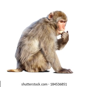 Macaque (Macaca Sylvanus). Isolated Over White With Shade