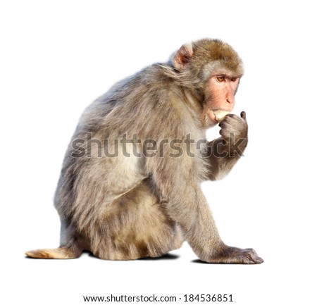 macaque (Macaca sylvanus). Isolated over white with shade