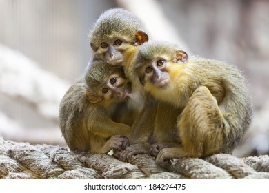 Macaque monkey