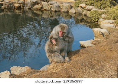 Macaque Monkey checking for insects on another monkey at Arashiyama Iwatayama Monkey Park in Kyoto, Japan