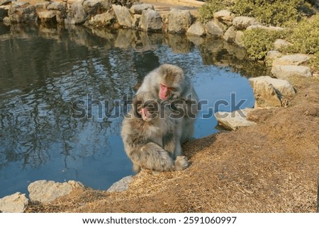 Macaque Monkey checking for insects on another monkey at Arashiyama Iwatayama Monkey Park in Kyoto, Japan