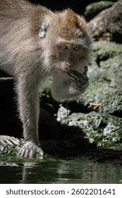 A macaque monkey drinking water from a pond in a natural setting, highlighting its expressive eyes and textured fur.