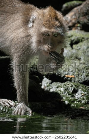A macaque monkey drinking water from a pond in a natural setting, highlighting its expressive eyes and textured fur.