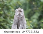 Macaque in monkey forest, Ubud