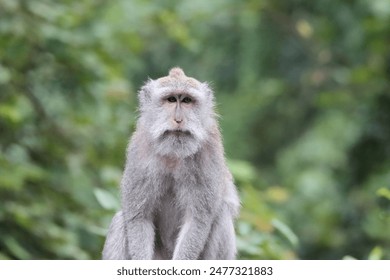 Macaque in monkey forest, Ubud