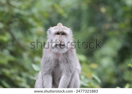 Macaque in monkey forest, Ubud