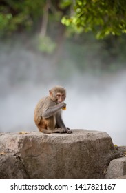 Macaque Monkey From The Hainan Island