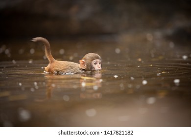 Macaque Monkey From The Hainan Island