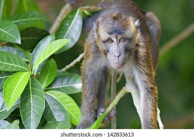 179 Philippine Macaque Images, Stock Photos & Vectors | Shutterstock