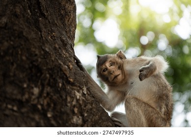 Macaque monkey looking down from a tree with curious expression