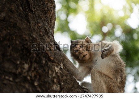 Macaque monkey looking down from a tree with curious expression