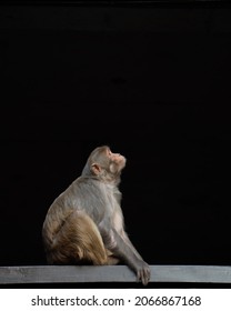 Macaque monkey looking up on black background