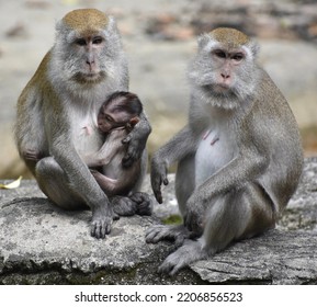 Macaque Monkey Parents Sitting With Their Baby In A Park In Malaysia